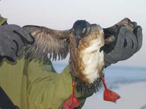 пострадавшие от нефтепродуктов птицы, фото Экологическая Вахта Сахалина