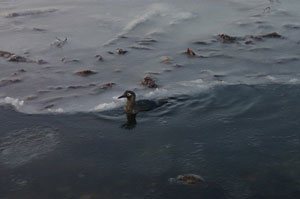 пострадавшие от нефтепродуктов птицы, фото Экологическая Вахта Сахалина