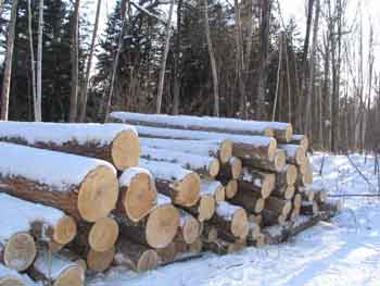 Склад древесины в заказнике "Таежный"  WWF России/ Д. Смирнов