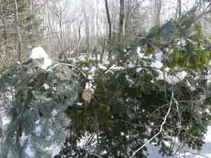 Эту пихту в лесу возле села Тигровое срубили целиком, а затем спилили верхушку на новогоднюю елку