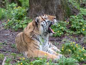 амурский (уссурийский) тигр Panthera tigris altaica, автор фото: Петр Шаров