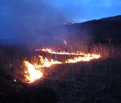 пожар в заповеднике Кедровая падь Приморского края