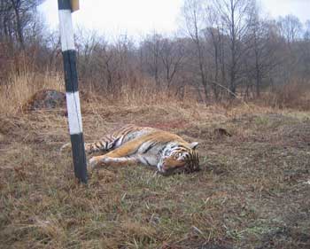 фото: Андрей Фереферов с места происшествия, сбитую тигрицу усыпили