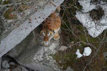 Тигрица Вера из Сихотэ-Алинского заповедника, фото: Общество сохранения диких животных
