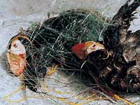 дрифтерный лов наносит ущерб морским млекопитающим и птицам, фото: Вадим Кантор