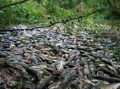 незаконно выловленная рыба, фото: Экологическая вахта Сахалина