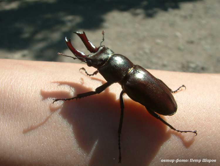 beetle_nosorog