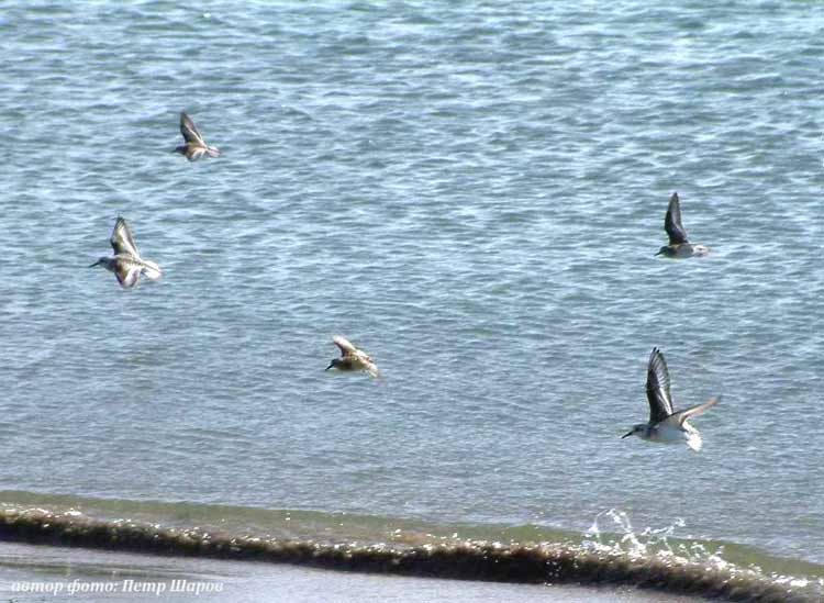 Sea terns in Kievka Bay, Primorye