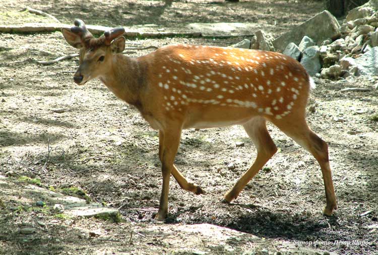 spotted_deer