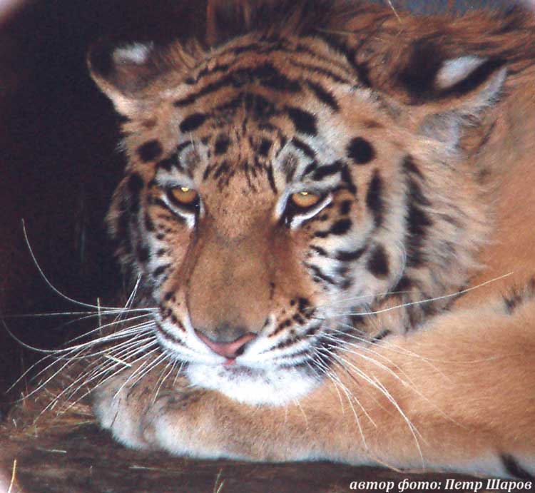 фото тигренка, амурский (уссурийский) тигр Panthera tigris altaica, автор фото: Петр Шаров