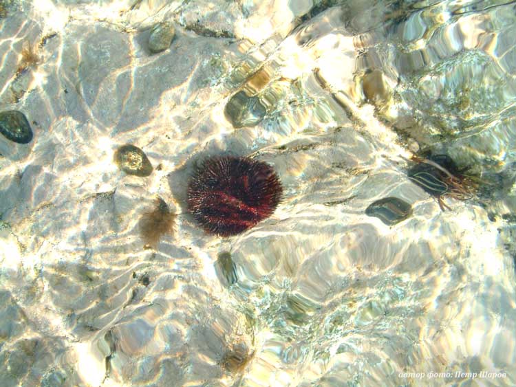sea urchin intermedius