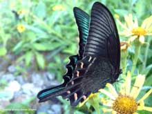 Butterfly, photo by Petr Sharov, FEHF