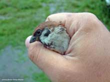 sparrow in hand