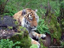 Tiger, photo by Petr Sharov