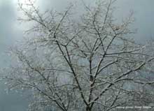tree_snow