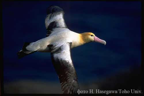         ,   (Phoebastria (Diomedea) albatrus -   ,   2,2  photo H. Hasegawa
