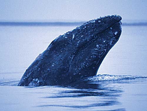 Раздел о редких видах флоры и фауны Дальнего Востока, Серый кит (Eschrichtius gibbosus), считается одним из древнейших млекопитающих, фото Г. Цидулко, IFAW