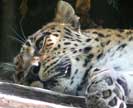 Дальневосточный леопард, редкие виды диких кошек Приморья, Panthera pardus orientalis photo Petr Sharov, Петр Шаров