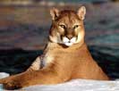Пума (Puma concolor), фото: http://catpictures.ru/