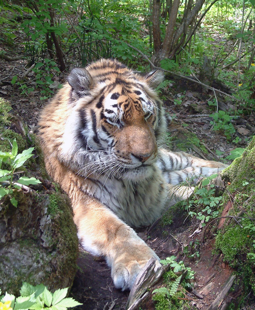 Амурский тигр (уссурийский тигр)