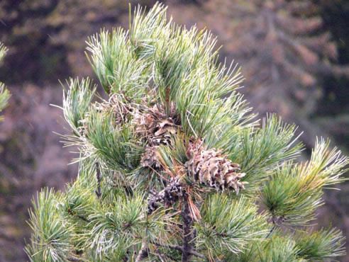    ,  ,  , Pinus koraiensis,       , , , ,  . :  