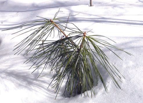    ,  ,  , Pinus koraiensis,       , , , ,  . :  