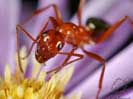 Самый искусный строитель- муравей, фото: Борис Крылов