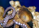 самые умные моллюски, головоногие, фото: www.aqualogo.ru