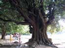 Железное дерево (Parrotia), самое прочное дерево, фото: фото: http://venividi.ru/