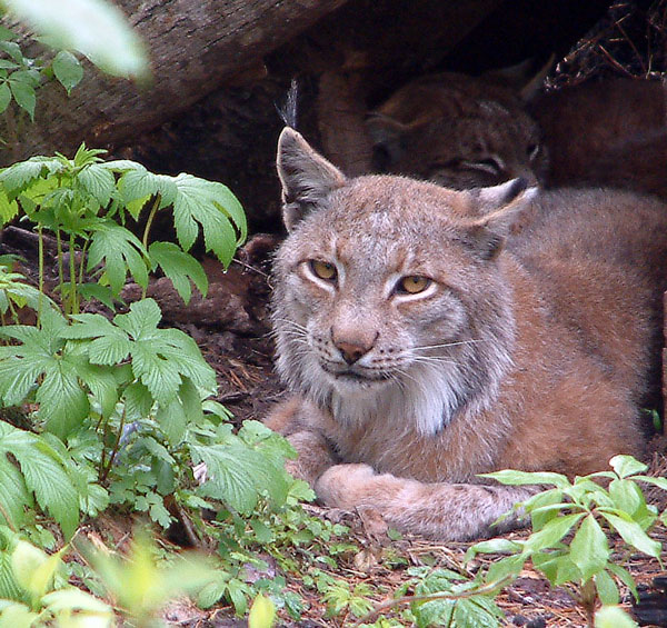Дальневосточная рысь (амурская рысь), Lynx lynx stroganovi